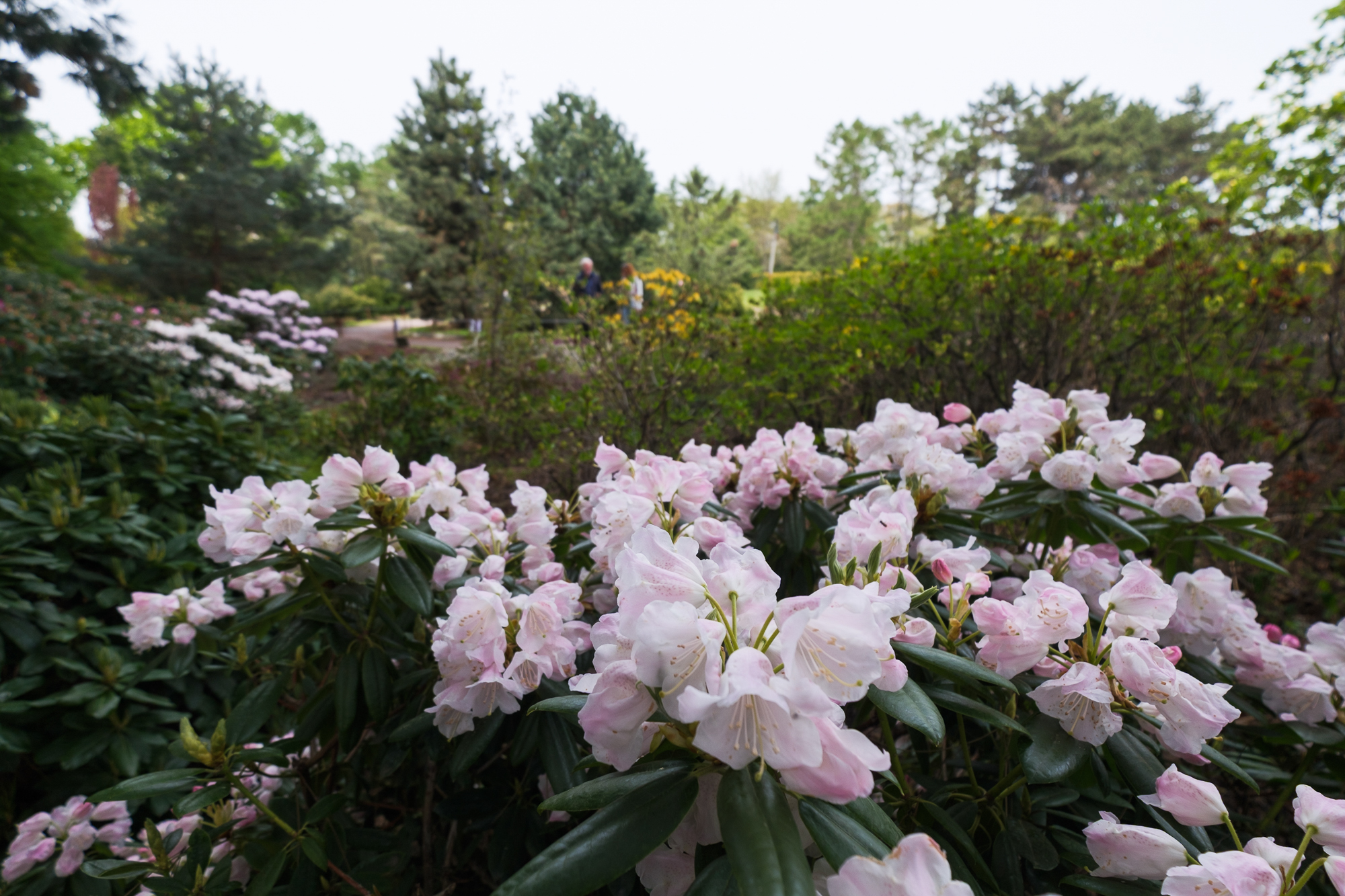 "Червона рута" у Києві: науковці Ботсаду на крок до прориву, на який чекали майже століття